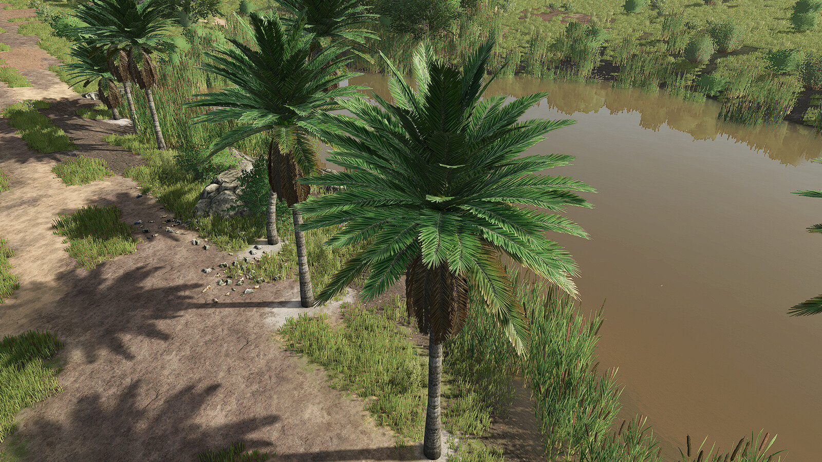Coconut Trees