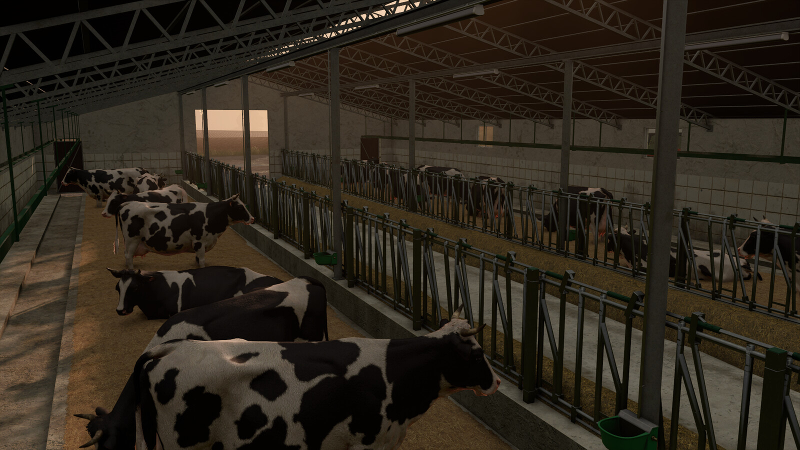 Cow Barn With Manure Conveyor