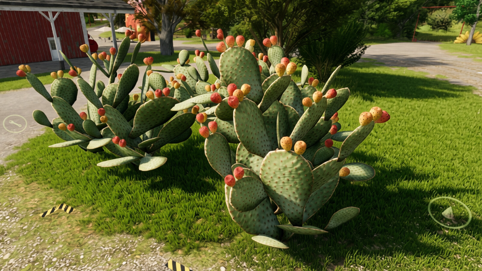 Prickly Pear Cactus
