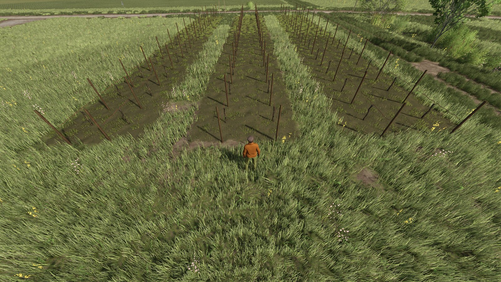 Narrow Vines And Olives (2 And 2.50)