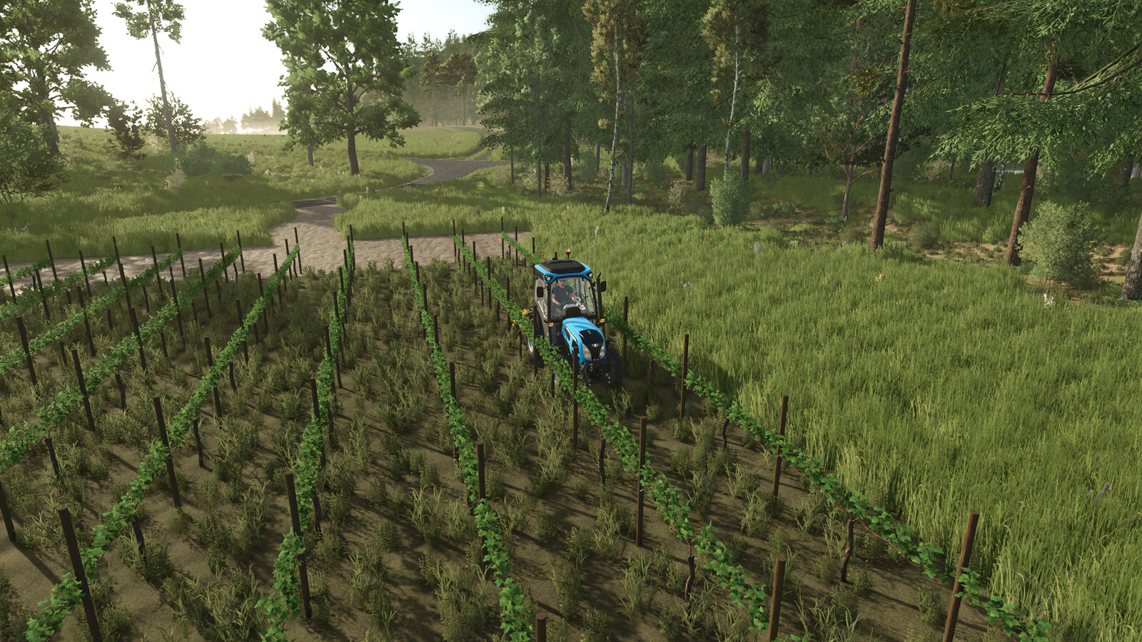 TerraFusion And Grape Olives Vines