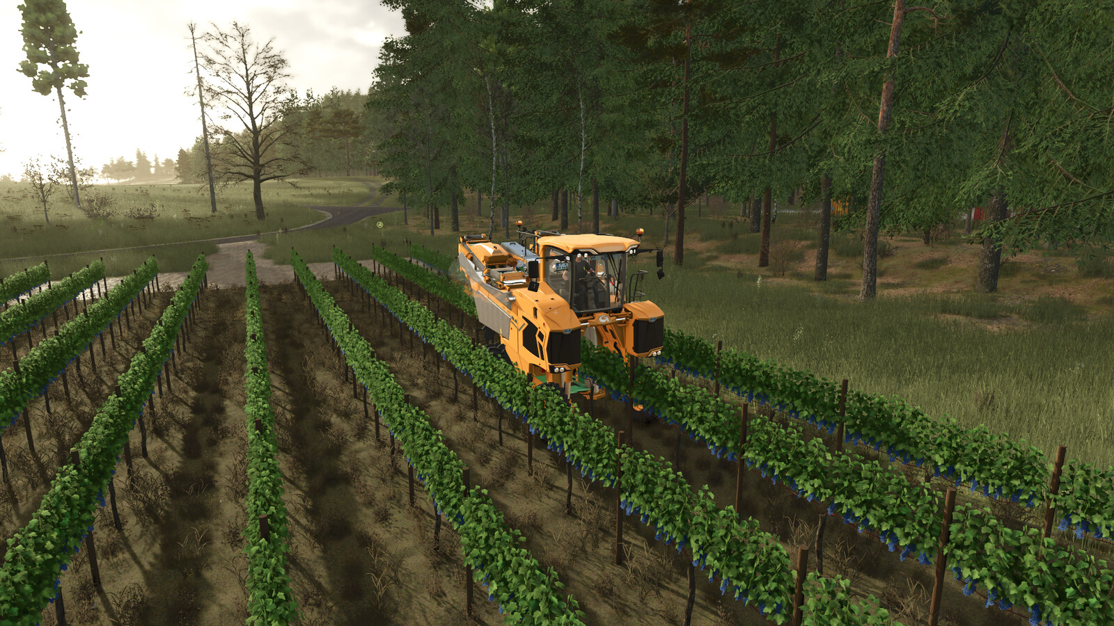 TerraFusion And Grape Olives Vines