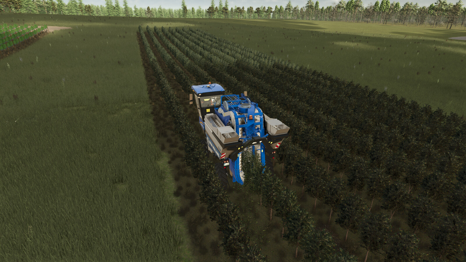 TerraFusion And Grape Olives Vines