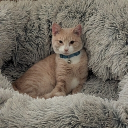 mdo